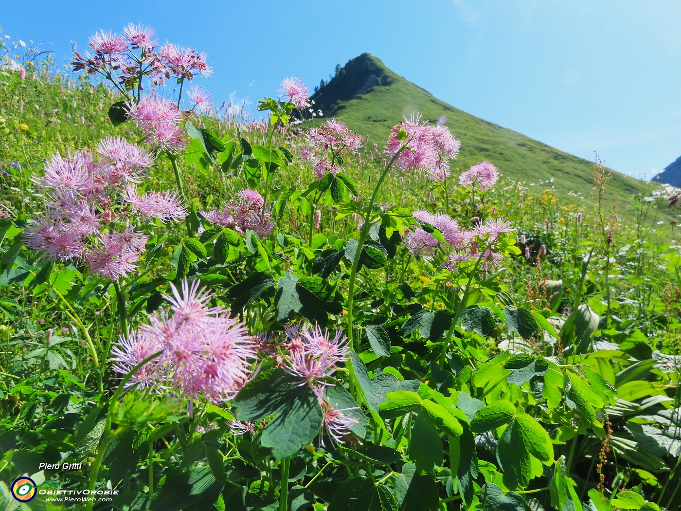 29 Thalictrum aquilegifolium  (Pigamo colombino) con anticima Corno Branchino.JPG